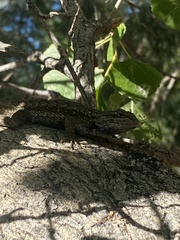 Sceloporus occidentalis