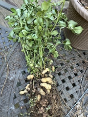 Arachis hypogaea