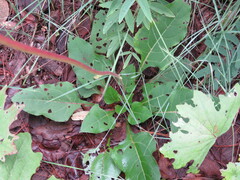 Iostephane heterophylla
