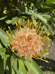 Leucospermum × hybridum