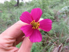 Cosmos crithmifolius
