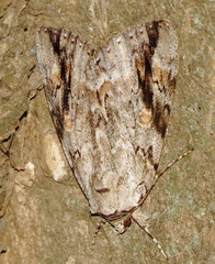 Catocala maestosa