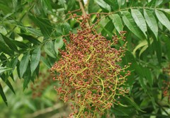 Anacardioideae