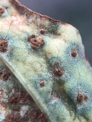 Uromyces intricatus