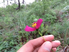 Cosmos crithmifolius