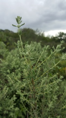 Buddleja scordioides