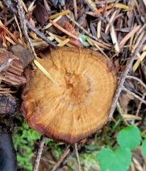 Coltricia cinnamomea