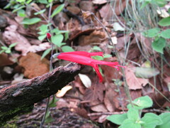 Salvia elegans
