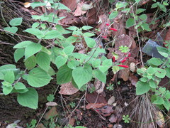 Salvia elegans