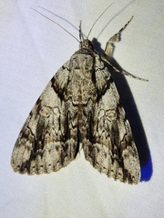 Catocala vidua