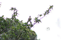 Ptiliogonys cinereus