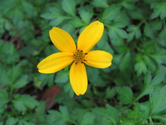 Bidens ostruthioides