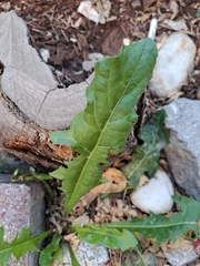 Cichorieae
