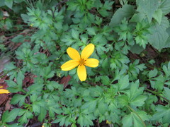 Bidens ostruthioides