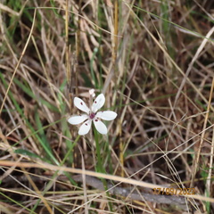 Burchardia umbellata
