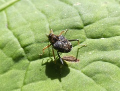 Hoplocopturus
