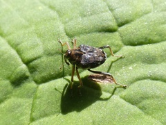 Hoplocopturus