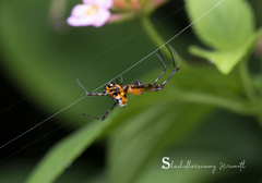 Leucauge fastigata