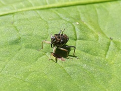 Hoplocopturus