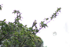 Ptiliogonys cinereus