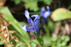 Gentianopsis barbellata