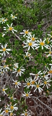 Olearia muelleri