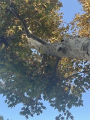 Platanus racemosa