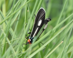 Ctenucha ruficeps