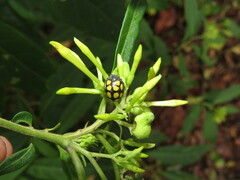 Epilachna mexicana