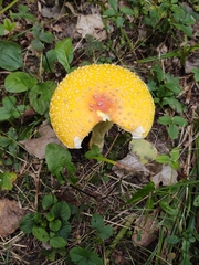 Amanita muscaria