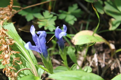 Gentianopsis barbellata