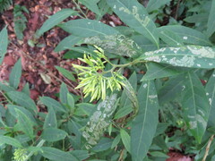 Cestrum