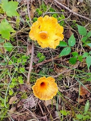 Turbinellus floccosus