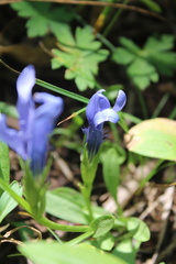 Gentianopsis barbellata