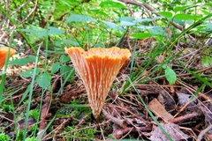 Turbinellus floccosus