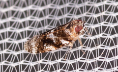 Catonia cinctifrons
