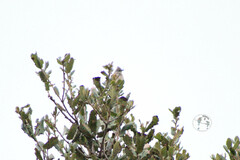 Ptiliogonys cinereus