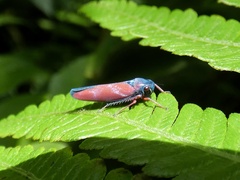 Cardioscarta flavifrons