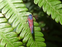 Cardioscarta flavifrons