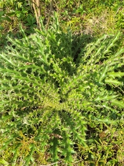Cirsium horridulum