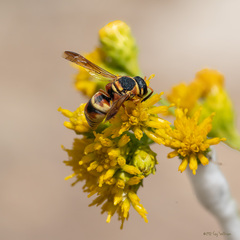 Euodynerus hidalgo