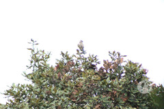 Ptiliogonys cinereus