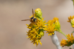 Euodynerus hidalgo
