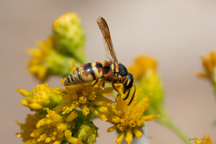 Euodynerus hidalgo