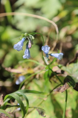 Mertensia