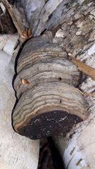 Fomes excavatus