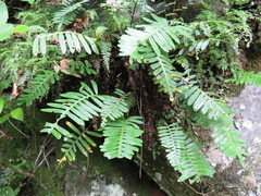 Polypodioideae
