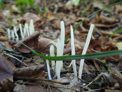 Clavaria