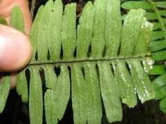 Polypodioideae