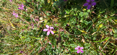Erodium cicutarium
